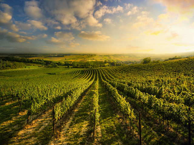 Bild für Kategorie Weine - Weinviertel