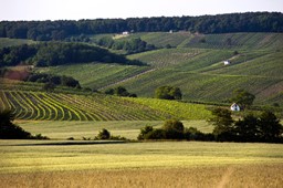 Bild für Kategorie Weine - Mittelburgenland