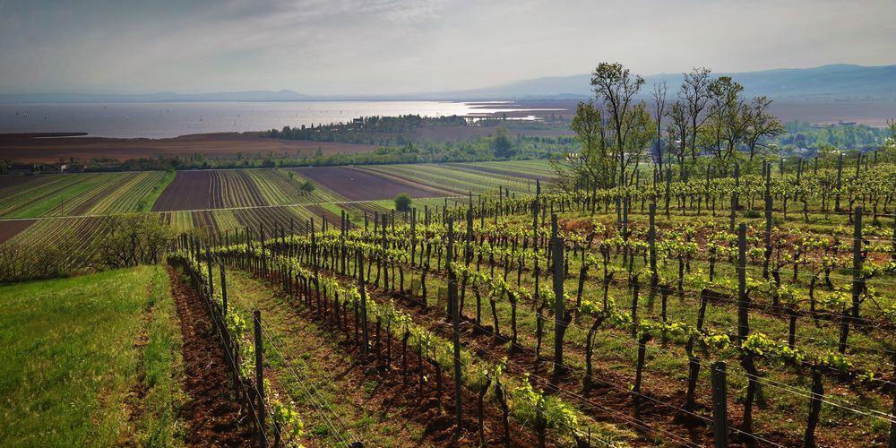 Bild für Kategorie Weine - Neusiedlersee & Rosalia